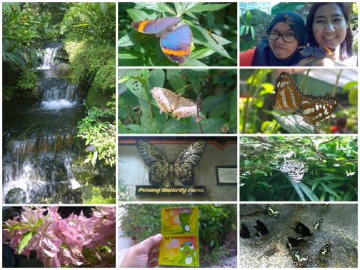 Butterfly Farm