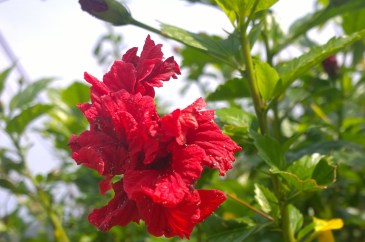 salah satu bunga di Penang Hill