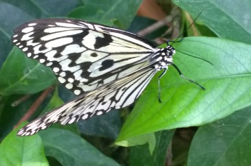 Kupu-kupu di Penang Butterfly Farm